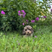 Mini-Cockapoo F3 Janice 7 (1)