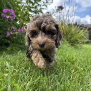Mini-Cockapoo F3 Janice 7 (2)