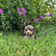 Mini-Cockapoo F3 Janice 7 (3)