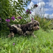Mini-Cockapoo F3 Janice 7 (4)