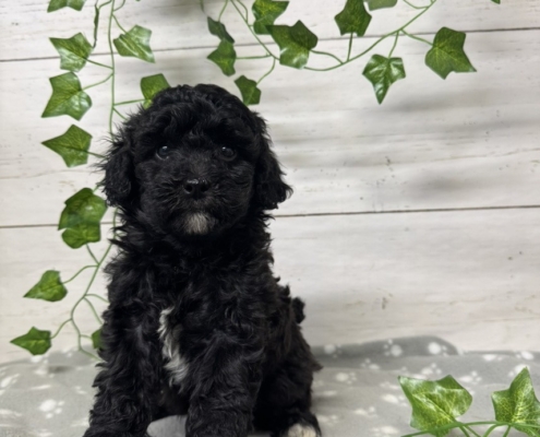 Mini-Cockapoo F3 Mercedes 7 (1)