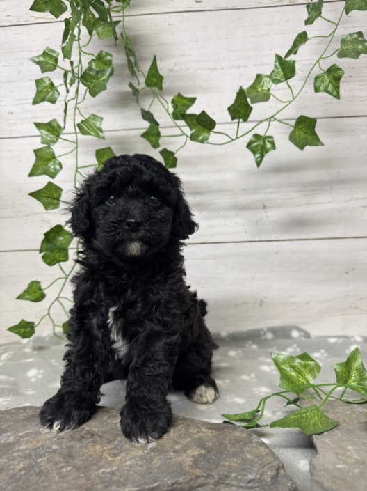 Mini-Cockapoo F3 Mercedes 7 (1)