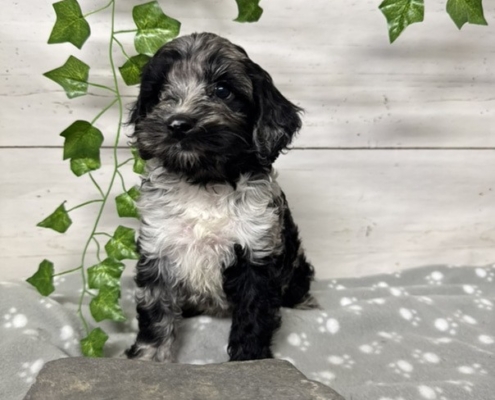 Mini Cockapoo F3 Mercedes 7 (1)