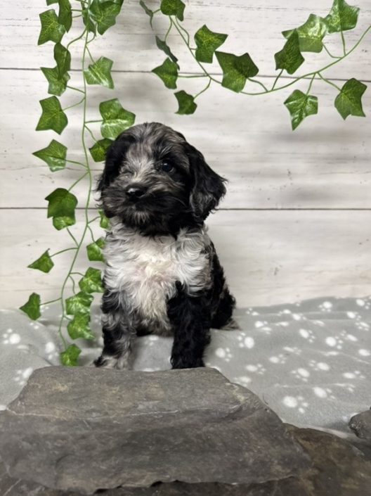 Mini Cockapoo F3 Mercedes 7 (1)