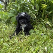 Mini-Cockapoo F3 Mimi 7 (4)