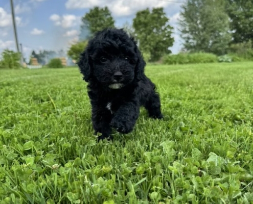 Mini-Cockapoo F3 Mimi 7 (4)
