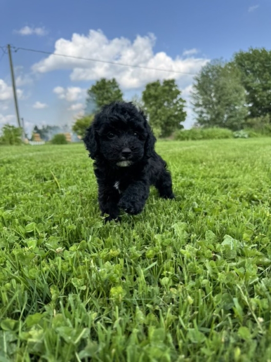 Mini-Cockapoo F3 Mimi 7 (4)
