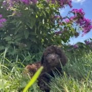 Mini-Cockapoo F4 Brownie 7 (1)