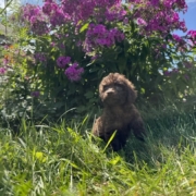 Mini-Cockapoo F4 Brownie 7 (2)