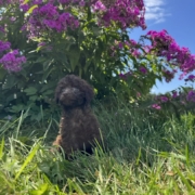 Mini-Cockapoo F4 Brownie 7 (3)
