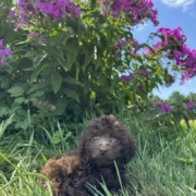 Mini-Cockapoo F4 Brownie 7 (4)