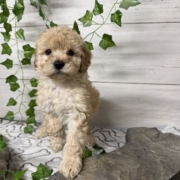 Mini-Cockapoo F4 Huguette 7 (1)