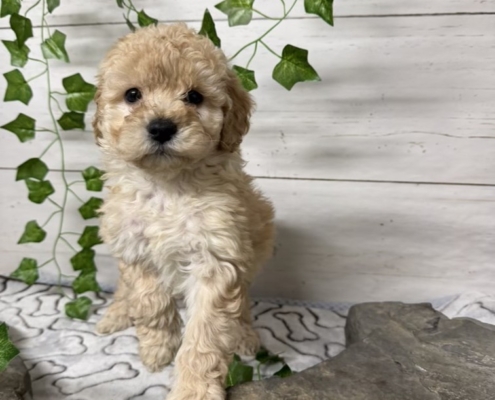 Mini-Cockapoo F4 Huguette 7 (1)