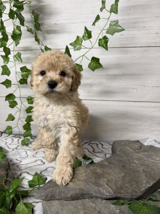 Mini-Cockapoo F4 Huguette 7 (1)