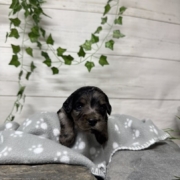 Mini-Cockapoo F4 Janice (1)