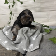 Mini-Cockapoo F4 Janice (2)