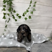 Mini-Cockapoo F4 Janice (3)