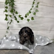 Mini-Cockapoo F4 Janice (4)
