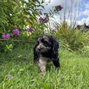 Mini-Cockapoo F4 Janice 7 (1)