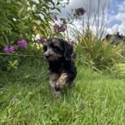 Mini-Cockapoo F4 Janice 7 (2)