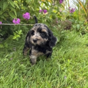 Mini-Cockapoo F4 Janice 7 (3)