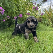 Mini-Cockapoo F4 Janice 7 (4)