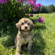 Mini-Cockapoo F5 Brownie 7 (1)