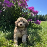Mini-Cockapoo F5 Brownie 7 (2)