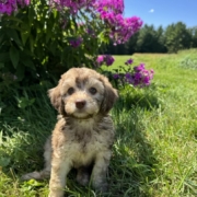 Mini-Cockapoo F5 Brownie 7 (3)