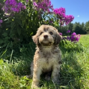 Mini-Cockapoo F5 Brownie 7 (4)