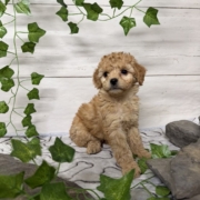 Mini-Cockapoo F5 Huguette 7 (4)