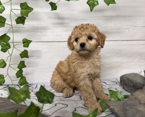 Mini-Cockapoo F5 Huguette 7 (4)