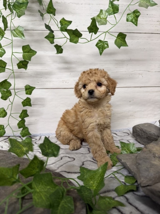 Mini-Cockapoo F5 Huguette 7 (4)