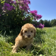 Mini-Cockapoo F6 Brownie 7 (1)