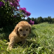 Mini-Cockapoo F6 Brownie 7 (2)