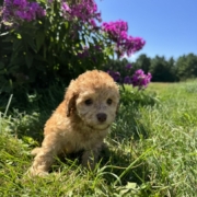 Mini-Cockapoo F6 Brownie 7 (3)