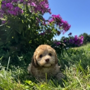Mini-Cockapoo F6 Brownie 7 (4)
