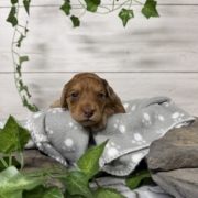 Mini-Cockapoo M1 Biscuit (1)