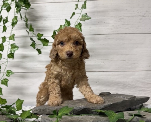 Mini-Cockapoo M1 Biscuit (2)