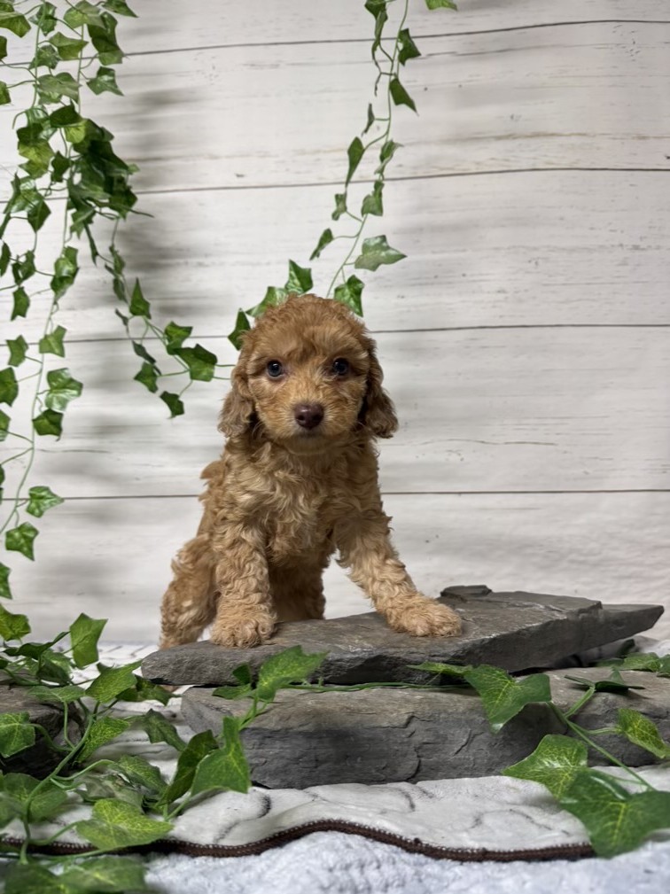 Mini-Cockapoo M1 Biscuit (2)