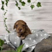 Mini-Cockapoo M1 Biscuit (2)