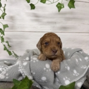 Mini-Cockapoo M1 Biscuit (3)