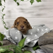 Mini-Cockapoo M1 Biscuit (4)