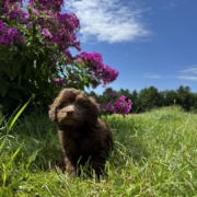 Mini-Cockapoo M1 Brownie 7 (1)