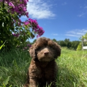 Mini-Cockapoo M1 Brownie 7 (2)