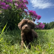 Mini-Cockapoo M1 Brownie 7 (3)