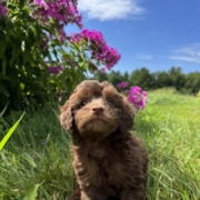 Mini-Cockapoo M1 Brownie 7 (4)