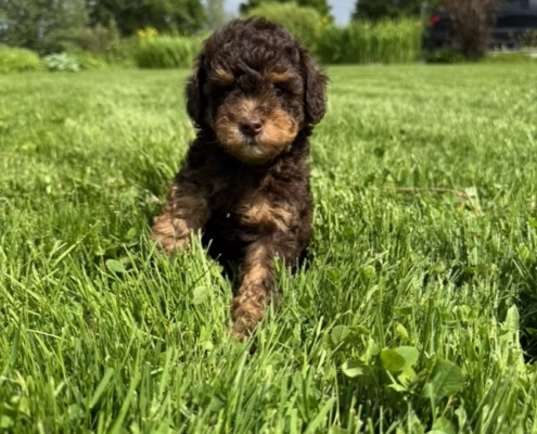 Mini-Cockapoo M1 Charlie 7 (1)