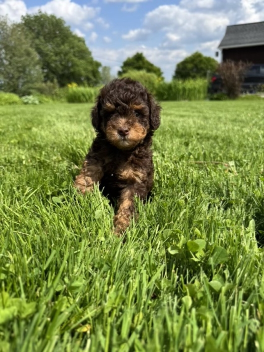 Mini-Cockapoo M1 Charlie 7 (1)
