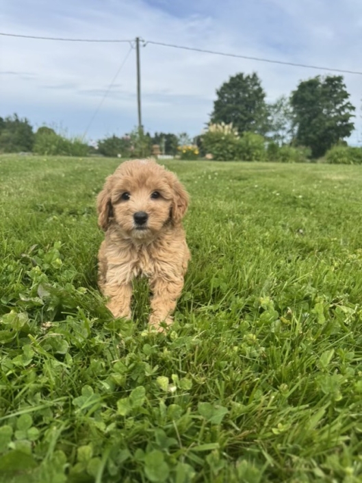 Mini-Cockapoo M1 Dolores 7 (1)